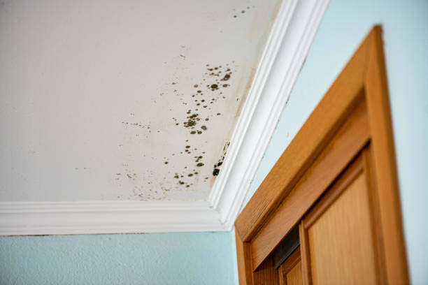 Best Residential Mold Inspection & Testing  in New Carlisle, IN